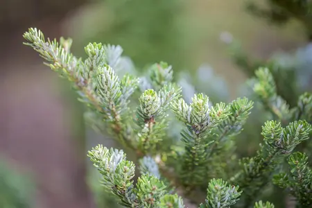 Abies koreana 'Molli' - SOLITAIR 60-80 CM C80 - image 5