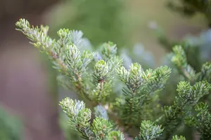 Abies koreana 'Molli' - SOLITAIR 60-80 CM C80 - image 5