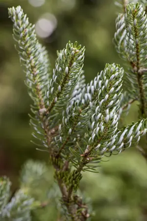 Abies koreana 'Silberlocke' - 30-40 CM C7.5 - image 2