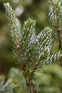 Abies koreana 'Silberlocke' - 30-40 CM C7.5 - image 2