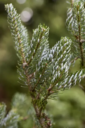 Abies koreana 'Silberlocke' - 15-20 CM C2 - image 2
