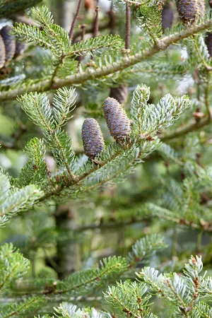 Abies koreana 'Silberlocke' - 25-30 CM C2.5 - image 5