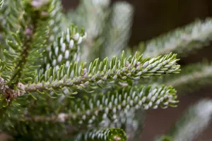 Abies koreana 'Silberlocke' - 30-40 CM C7.5 - image 5
