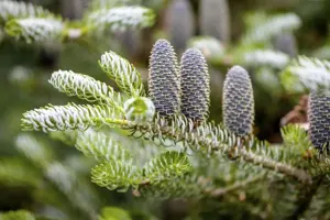 Abies koreana 'Silberlocke' - 30-40 CM C7.5 - image 3