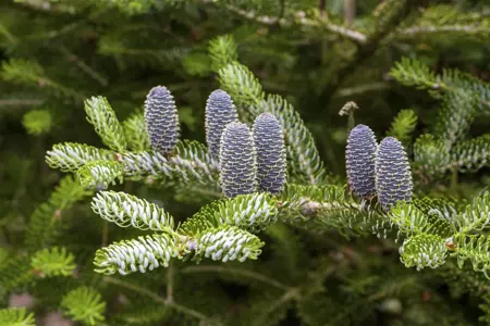 Abies koreana 'Silberlocke' - 30-40 CM C7.5 - image 4