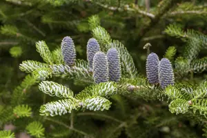 Abies koreana 'Silberlocke' - 30-40 CM C7.5 - image 4