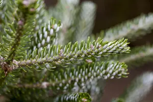 Abies koreana 'Silberlocke'