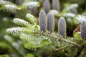 Abies koreana 'Silberlocke' - 15-20 CM C2 - image 3