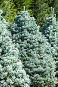 Abies lasiocarpa 'Compacta' - LIN. P9 10-15 CM - image 2