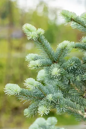Abies lasiocarpa 'Compacta' - LIN. P9 10-15 CM - image 4