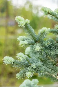 Abies lasiocarpa 'Compacta' - LIN. P9 10-15 CM - image 4