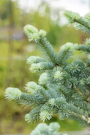 Abies lasiocarpa 'Compacta' - 80-100 CM C25 - image 3