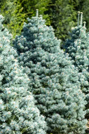 Abies lasiocarpa 'Compacta' - 200-225 CM C110 - image 1