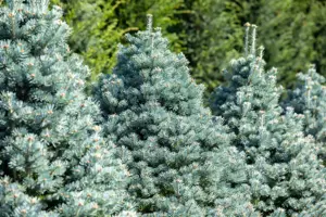 Abies lasiocarpa 'Compacta' - 30-40 CM RB - image 3