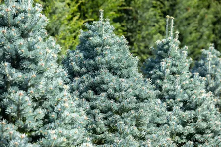 Abies lasiocarpa 'Compacta' - LIN. P9 10-15 CM - image 3