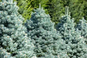 Abies lasiocarpa 'Compacta' - LIN. P9 10-15 CM - image 3