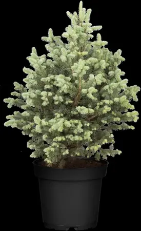 Abies lasiocarpa 'Compacta' - 30-40 CM RB - image 1