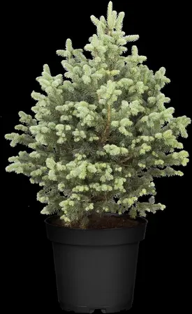 Abies lasiocarpa 'Compacta' - LIN. P9 10-15 CM - image 1