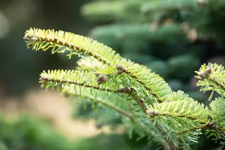 Abies nordm. 'Barabits Compact' - 12-15 CM C3 - image 1