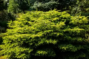 Abies nordm. 'Barabits Compact' - 12-15 CM C3 - image 2