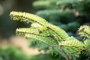 Abies nordm. 'Barabits Compact' - 15-20 CM BR - image 2