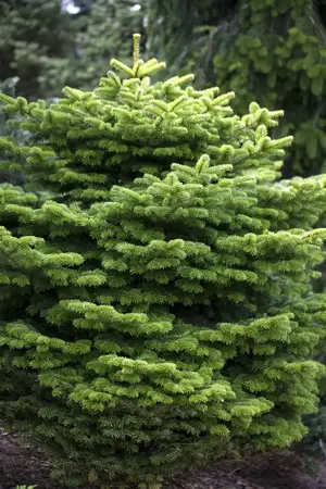 Abies nordm. 'Golden Spreader' - 20-25 CM RB - image 1
