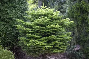 Abies nordm. 'Golden Spreader' - 20-25 CM RB - image 2
