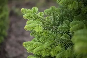 Abies nordm. 'Golden Spreader' - 20-25 CM RB - image 3