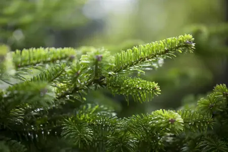 Abies nordm. 'Golden Spreader' - 20-25 CM RB - image 4