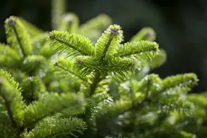 Abies nordm. 'Golden Spreader' - 20-25 CM RB - image 5