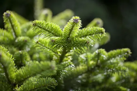 Abies nordm. 'M?nsterland' - 15-20 CM C5