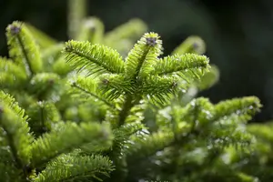 Abies nordm. 'M?nsterland' - 15-20 CM C5