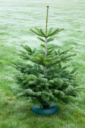 Abies nordm. 'Saerling' - 30-40 CM C7.5 - image 5