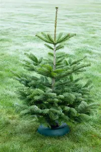 Abies nordm. 'Saerling' - 30-40 CM C7.5 - image 5