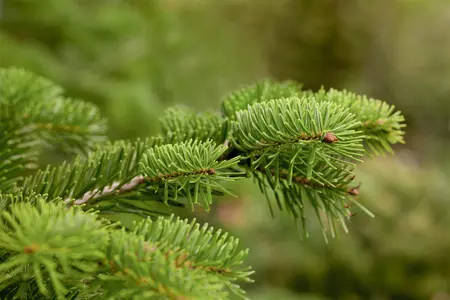 Abies nordm. 'Saerling' - 30-40 CM C7.5 - image 2