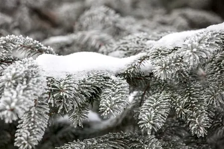Abies nordm. 'Saerling' - 30-40 CM C7.5 - image 3