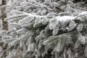 Abies nordm. 'Saerling' - 30-40 CM C7.5 - image 4