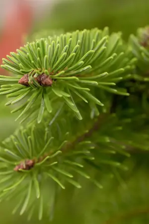 Abies nordmanniana - 25-30 CM RB - image 1