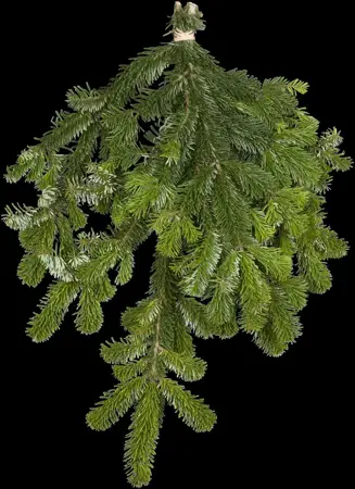 Abies nordmanniana - 25-30 CM RB - image 5