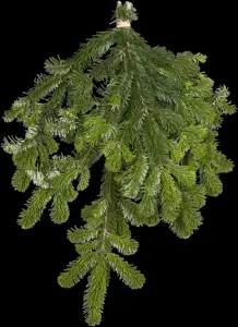 Abies nordmanniana - 60-80 CM C20 - image 5