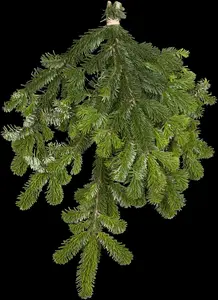 Abies nordmanniana - 50-60 CM C10 - image 5