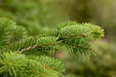 Abies nordmanniana - 25-30 CM RB - image 2