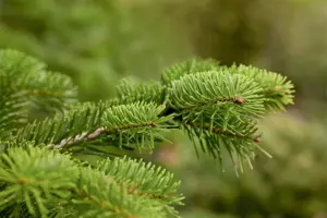 Abies nordmanniana - 25-30 CM RB - image 2