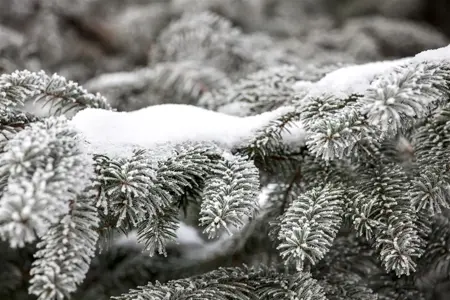 Abies nordmanniana - 25-30 CM RB - image 3