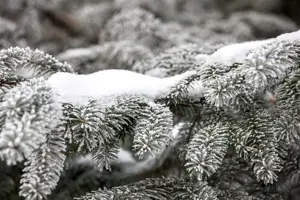 Abies nordmanniana - 25-30 CM RB - image 3