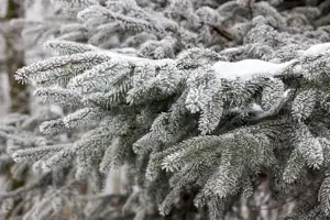 Abies nordmanniana - 25-30 CM RB - image 4