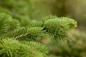Abies nordmanniana - 50-60 CM C10 - image 2