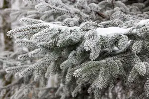 Abies nordmanniana - 50-60 CM C10 - image 4