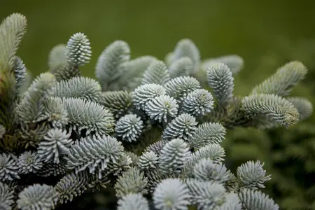 Abies pinsapo 'Glauca' - 20-25 CM BR - image 1