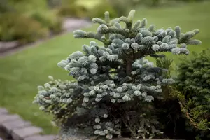 Abies pinsapo 'Glauca' - 20-25 CM BR - image 2